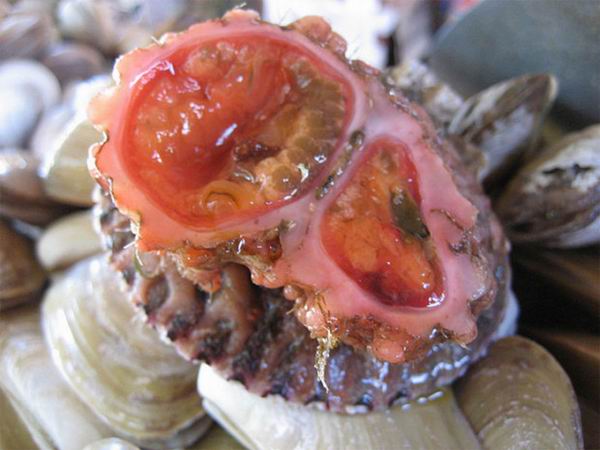 Pyura chilensis — «кровоточащий камень» с морского дна