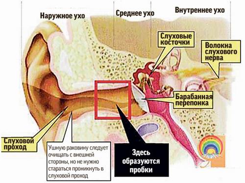 Интересные факты про слух