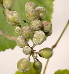 Генетики построили фамильное древо винограда