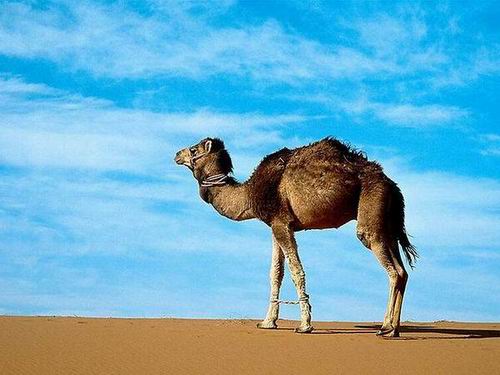 Удивительные факты о верблюдах