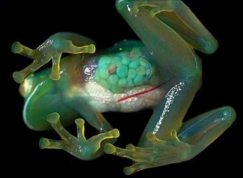 10 самых странных лягушек в мире.