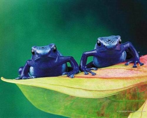 10 самых странных лягушек в мире.