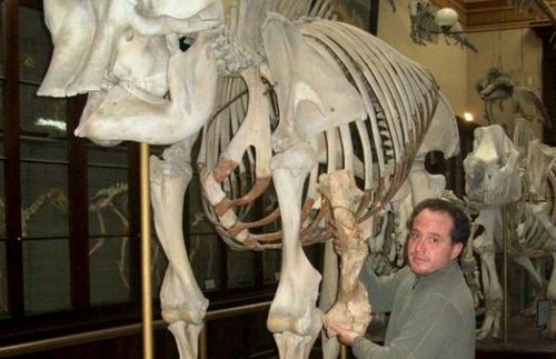 Ученые обнаружили кости доисторического медведя размером со слона