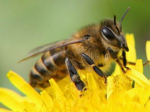 Интересные факты про пчел