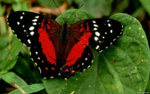 10 фактов про бабочки