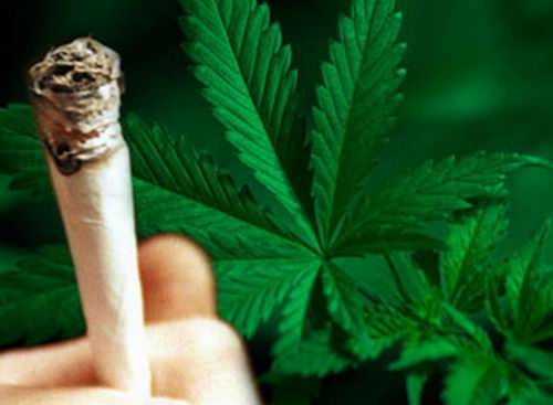 20 фактов о марихуане