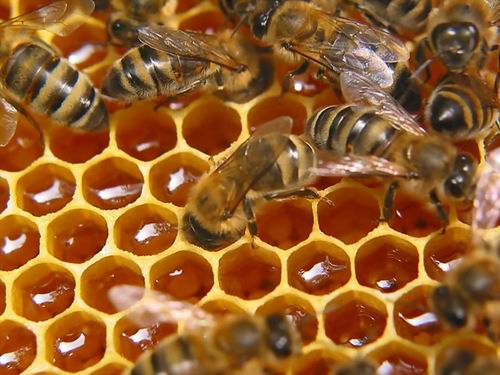 Исторические факты о мёде