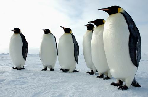 Муравьиный селекционер и переворачиватель пингвинов: странные профессии