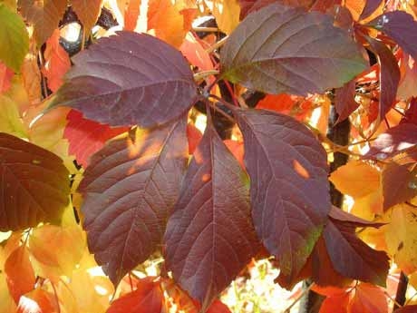 Почему осенью цвет листьев разный