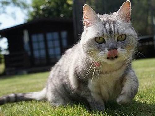 В Великобритании нашли самую громкую кошку в мире