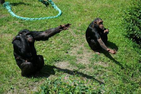 Составлен полный словарь жестов шимпанзе