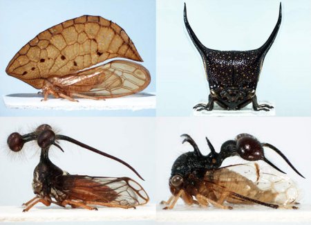 Биологи обнаружили у насекомых третью пару крыльев