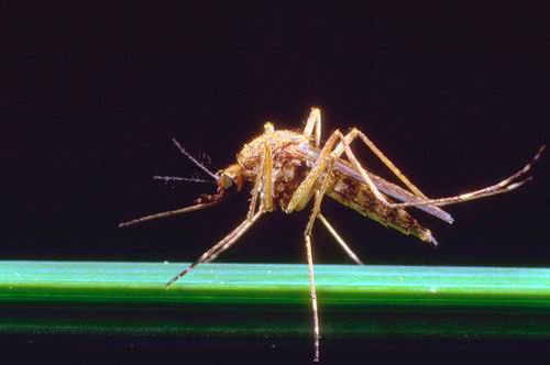 Славянская комаротерапия