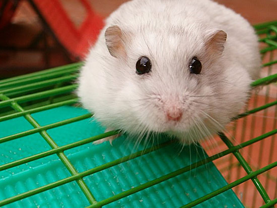 Мыши без достаточного количества серотонина в организме становятся геями