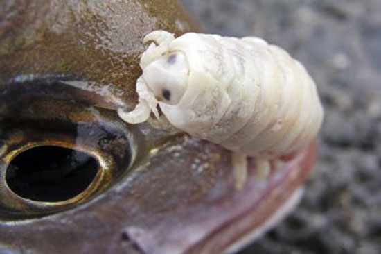 Cymothoa exigua — единственный в мире паразит, полностью заменяющий собой орган хозяина