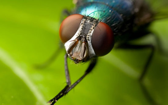 После наступления половой зрелости у мух-подёнок есть всего три часа на спаривание