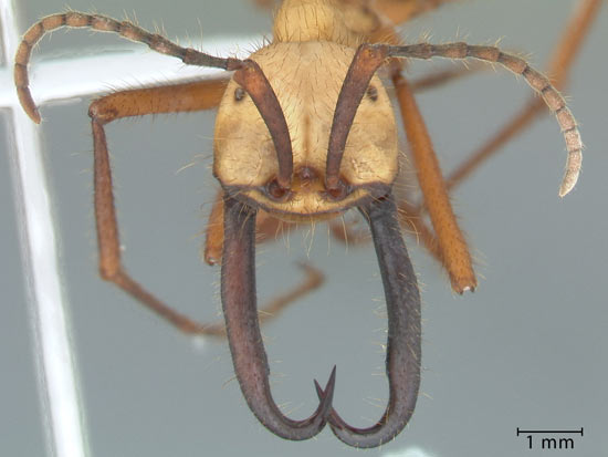 2 самых опасных вида муравьёв: муравьи-пули и муравьи-солдаты
