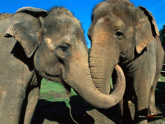 Слоны заводят много друзей и сохраняют с ними продолжительные отношения