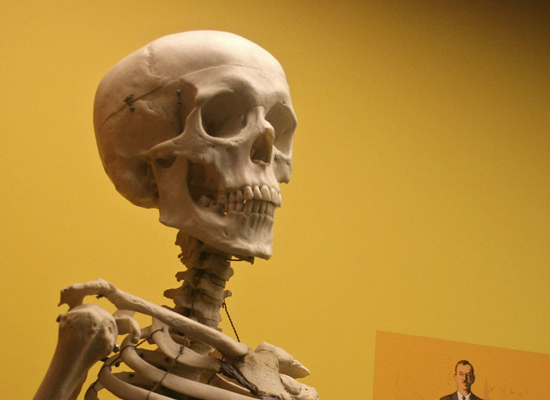 Иногда в качестве учебного пособия используются настоящие человеческие скелеты