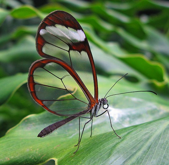 В Амазонке и Южной Америке водится прозрачная бабочка