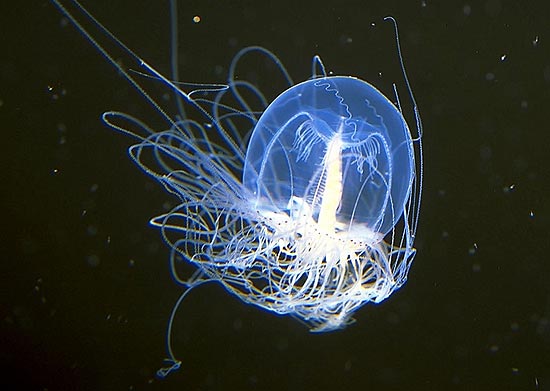 Медуза Turritopsis nutricula — единственное бессмертное существо на Земле