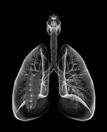 Горох может расти в человеческих лёгких