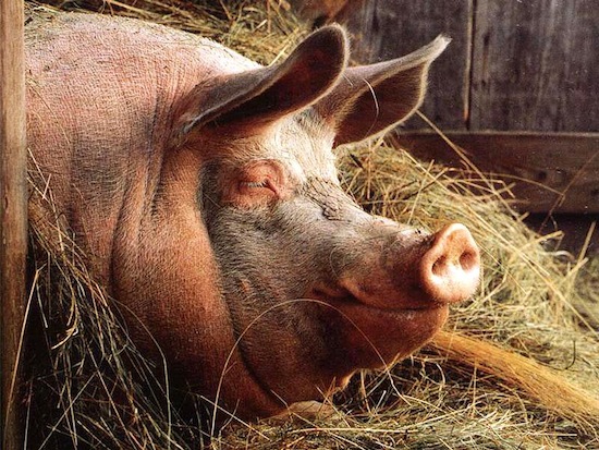10 самых знаменитых свиней в истории