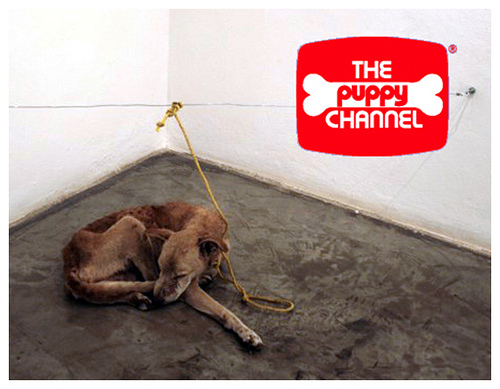 C 1997-го по 2001-ый годы в США транслировался Телеканал щенков (The Puppy Channel)