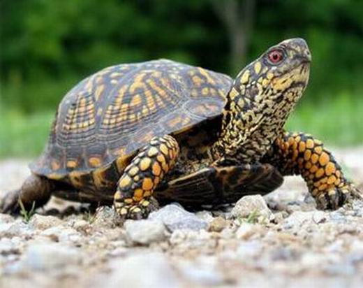 7 интересных фактов о черепахах