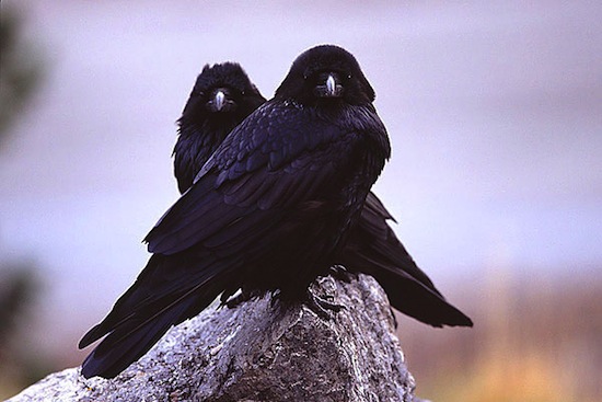 Ворон и ворона — это не самец и самка одной птицы, а два разных вида