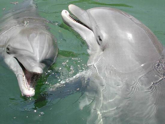 Ученым, возможно, удалось услышать дельфиньи имена
