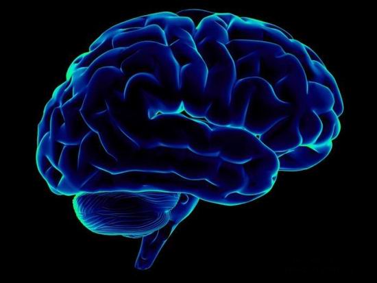 Мифы и факты о головном мозге