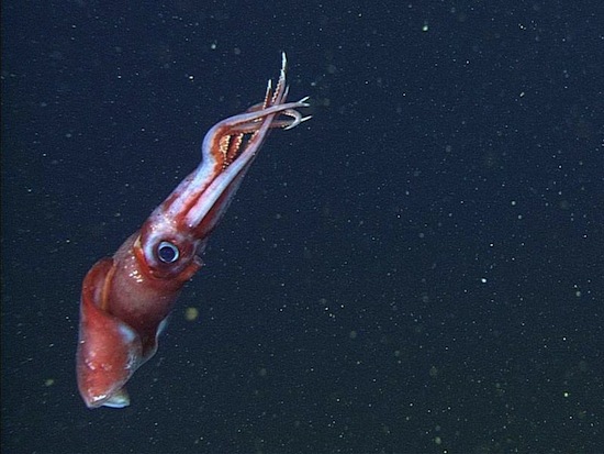 Глубоководные кальмары бисексуальны и ведут беспорядочную половую жизнь