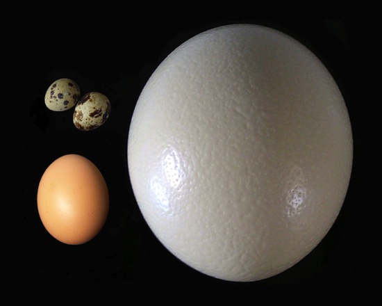 Страус откладывает одновременно самые большие и самые маленькие яйца среди птиц