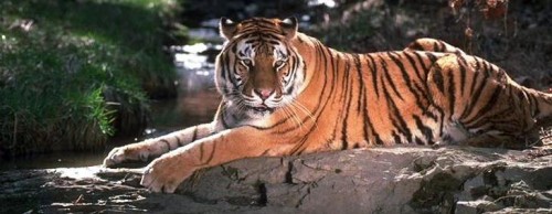 Почему у тигра есть полоски?