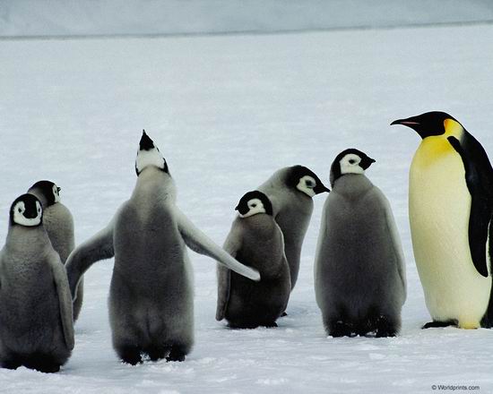 Почему у пингвинов не замерзают лапы на льду?