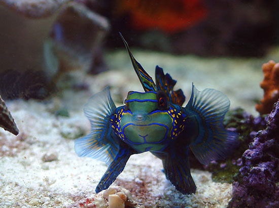 Мандаринка «психоделическая рыба» — самая разноцветная рыбка в мире