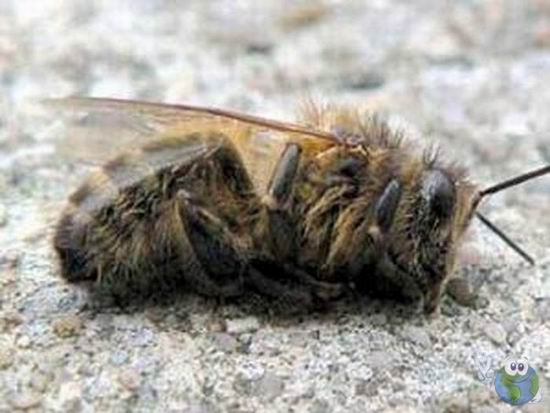 Тайна гибели пчел открыта американскими учеными