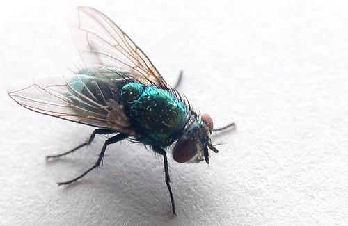 Почему мухи умываются?