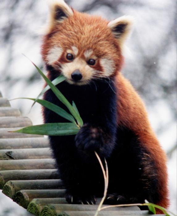 На логотипе Firefox на самом деле не лиса, а панда