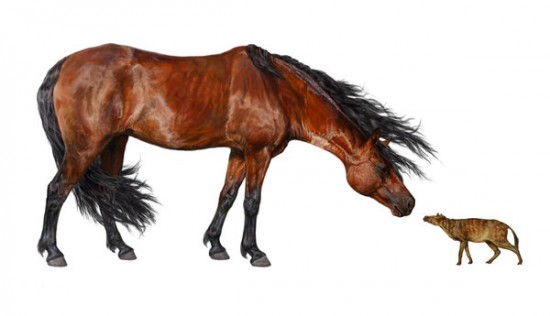 Древние лошади были размером с кошку