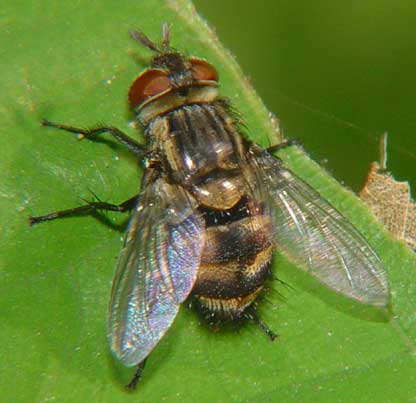 Интересные факты про мух