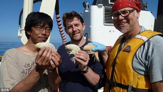 В водах Новой Зеландии обнаружена самая большая в мире креветка
