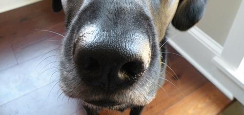 Почему у собаки мокрый нос?
