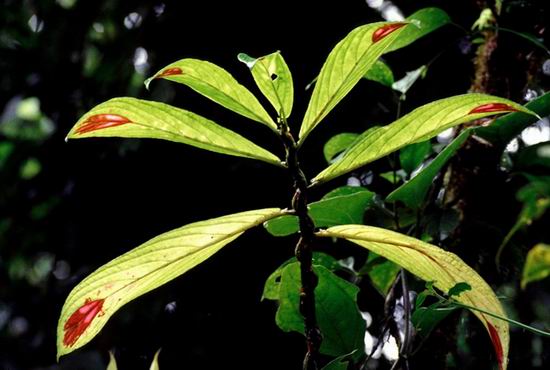 У растения Columnea consanguinea на листьях есть ярко-красные «сердечки»