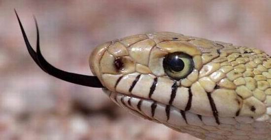 Почему змеи часто высовывают язык?