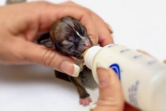 В США родилась самая маленькая собака в мире