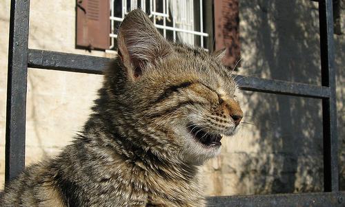 Почему кошки чихают?