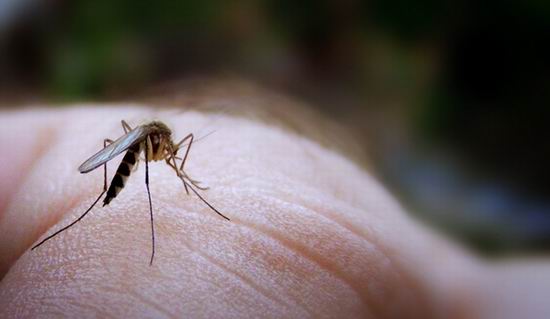 Почему чешется комариный укус?