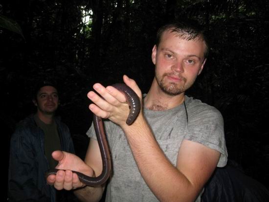 В Австралии существует гигантский дождевой червь